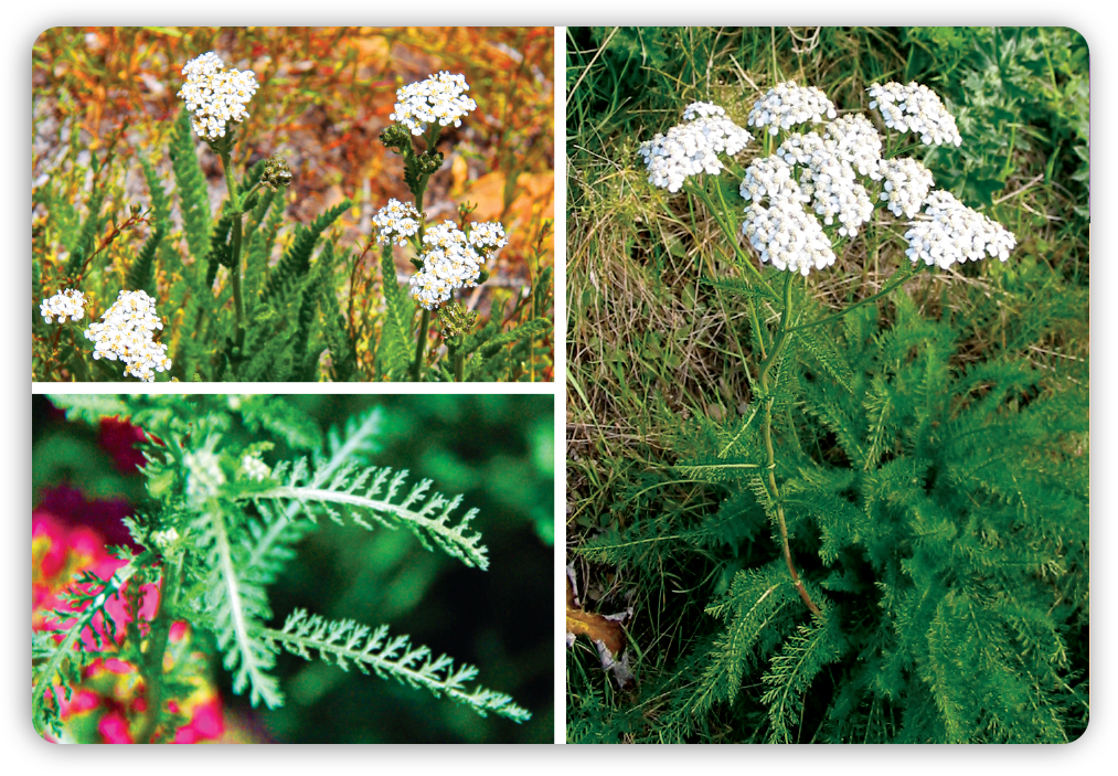 Achillea millefolium plant ID flashcard front from Plant ID Cards